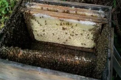中华蜜蜂怎么养殖,温度较高时要在蜂箱四周洒水降温