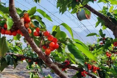 布鲁克斯樱桃苗的价格,不同地区的售价有较大差异