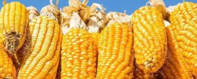 除掉玉米地的蜗牛可以用什么药，可以使用多聚乙醛颗粒