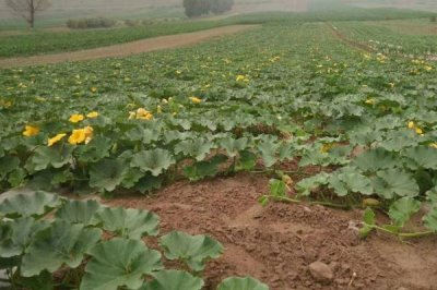 南瓜常见病害及防治方法,不同病害的防治方法不同