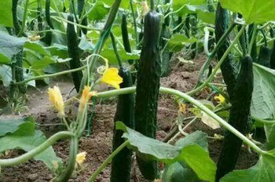 大棚黄瓜疯长怎么办,需合理施肥并控温控湿