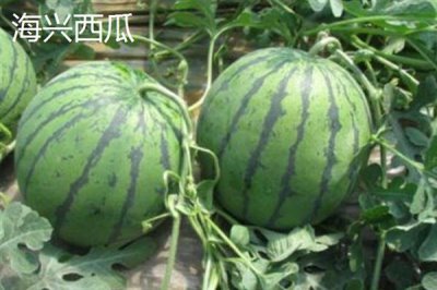 河北海兴县的特产，有鱼子鱼粉、海兴冬枣等