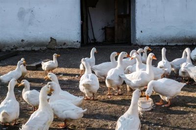 鹅什么时候开始产蛋，一般达到5-10月龄才具备下蛋能力