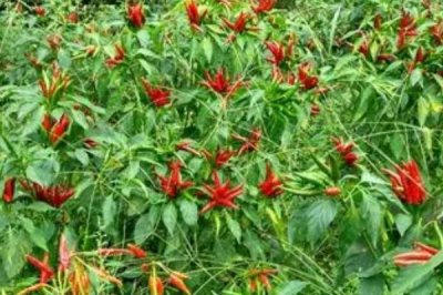 小米辣栽培技术,定植在土壤温度为15℃以上的时候进行