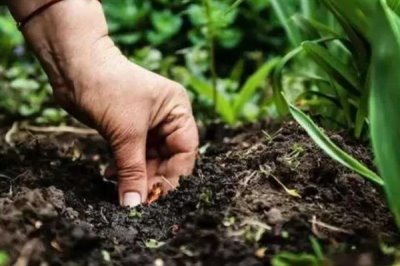 农药残留是什么,是指农药使用后在土壤和水体等的残留