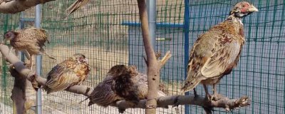 野鸡可以放在笼子里养吗,可以且有助于育肥