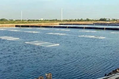 怎么养殖大口鲶，需定期用光合菌调节水质