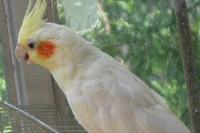 黄化玄凤鹦鹉秃头和不秃头的区别，区别在于它们头部的羽毛