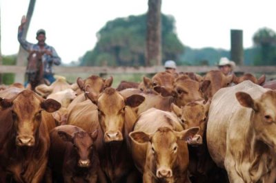 养一头牛一年的纯利润，利润为5700-5900元左右