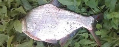 钓鳊鱼的技巧,选好位置非常重要