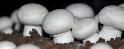 双孢菇的市场价格,各地的售价有区别