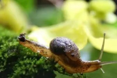 蜗牛的天敌,鸡、鸭、鸽子、老鼠等动物都是其天敌