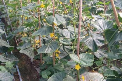 黄瓜被风吹蔫了怎么解决,建议给黄瓜搭建棚舍