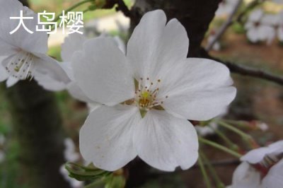 樱花的花期,常在3-4月份开放