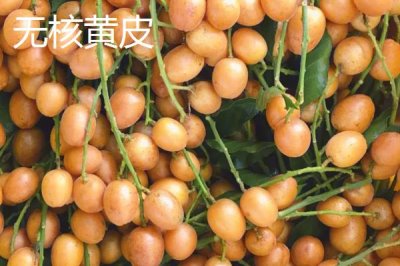 黄皮果品种介绍,这4种非常受欢迎