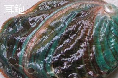 什么品种的鲍鱼苗好，常见这6种