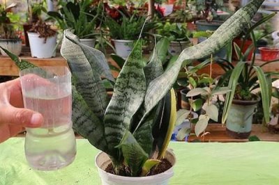 虎皮兰怎么养殖,冬季每隔10天浇一次水