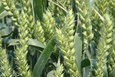 新植9号小麦品种简介,适宜播期10月上中旬