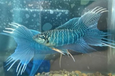 中国斗鱼冬天会冻死吗,冬天不容易轻易冻死