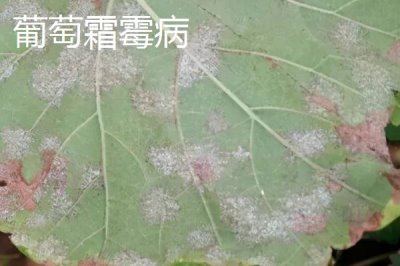葡萄病虫害防治技术,不同病害的为害部位不同