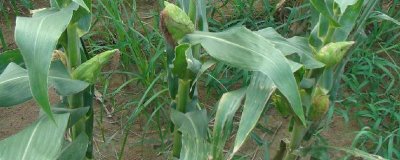 玉米粗缩病怎么防治，可农业防治也可药剂防治
