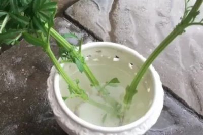 使用生根粉的方法,主要有浸泡、喷施、撒施等方式