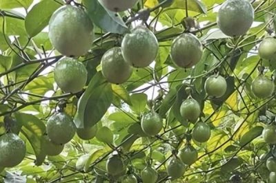 百香果适合在哪些地方种植，种植地的年日照时数在2300-2800小时