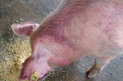 猪毛重和净重怎么计算,毛重等于胸围乘以体长除以系数