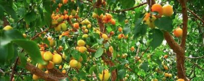 杏子栽培技术,种植苗需遮阳网覆盖