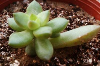 怎么把黄丽养成老桩，要充分晒光并做好浇水施肥工作