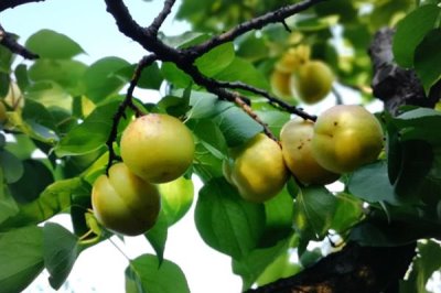 香白杏的价格,一斤需要1.5-5元左右