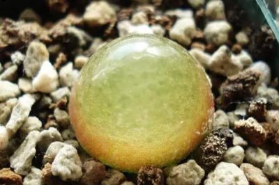 多肉灯泡怎么栽培，喜欢凉爽干燥的环境