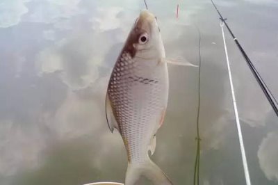 钓鲮鱼的调漂方法有哪些,根据鱼情、水情、季节、饵料等因素调漂