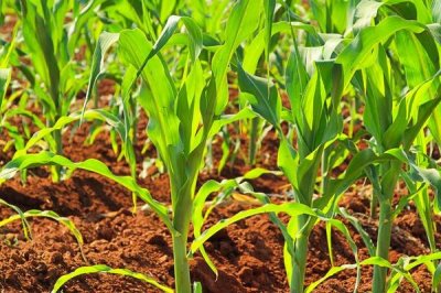 香彩糯1862玉米种简介,该品种株型平展