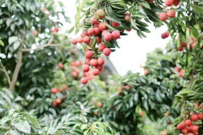 如何提高荔枝的产量,确保大部分花朵能进行授粉