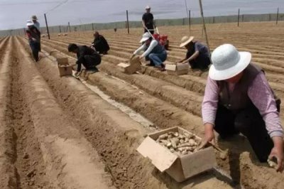 洋姜的种植方式，喜欢冷爽干燥的环境