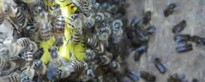 购买回来的蜂王如何介群，一般可将蜂王关入囚王笼并扣在蜜脾上