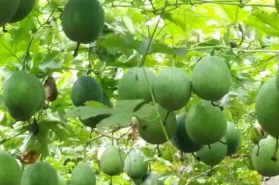 瓜蒌的种植要点,移栽要在无霜期后尽早进行