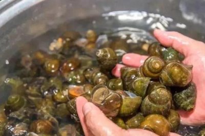 田螺吃什么,一般以水生植物、藻类、细菌为食