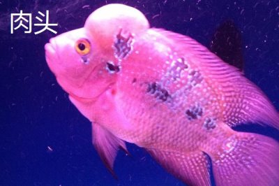 罗汉鱼起头时间，珍珠品系在体长3-5厘米时开始