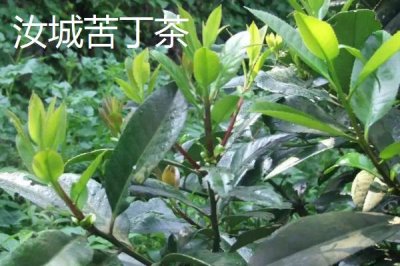 湖南汝城县的特产，素有“鸡鸣三省，水注三江”之美誉