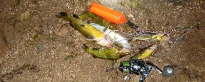 钓黄颡鱼的方法，以钓底、钓钝为主