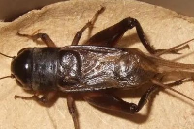 蛐蛐能活多长时间,可以存活141-151天