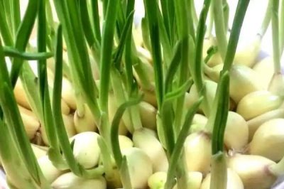 大蒜的水培方法，取出蒜瓣摆在容器加适量的水即可