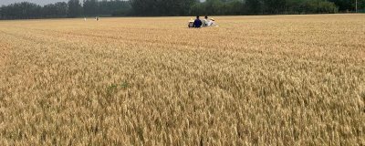 东北小麦的主产区在哪,包含黑龙江、吉林、辽宁等地区