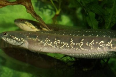 月鳢的简介，是我国特有的淡水鱼种