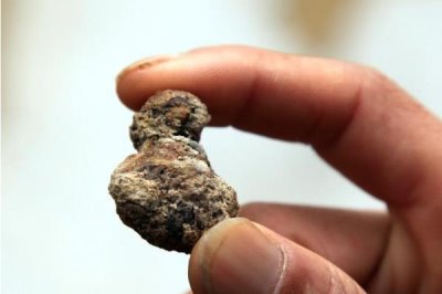 狗得了结石怎么办，结石较小且症状不严重可选择药物治疗