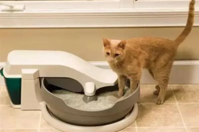 猫咪为什么会患上糖尿病,主要是肥胖、内分泌失调、遗传因素所致