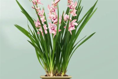 夏天兰花叶子发黄干枯的原因，可能是通风不良或积水闷根所致