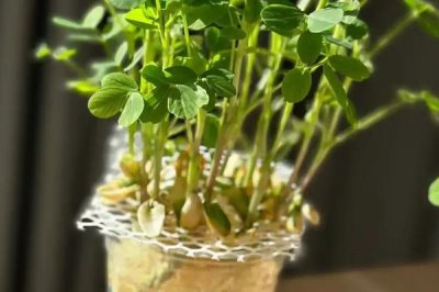 花生15天不出苗的原因，可能是播种温度过低或天气干旱等